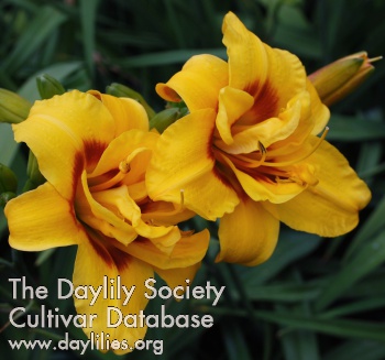 Daylily Double Daffy